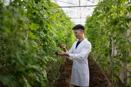 An agronomist examining bitter melon plants inside a greenhouse.の写真素材