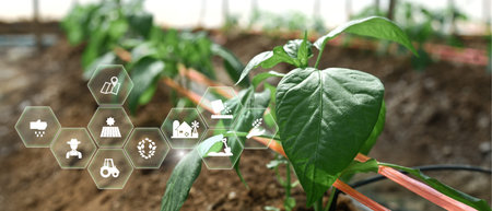 Shishito Pepper plant sprouting from soil with interface, agriculture technology concept.