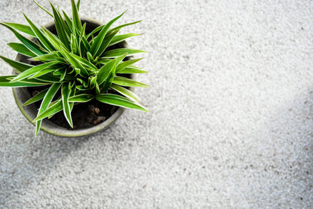 green herbの写真素材