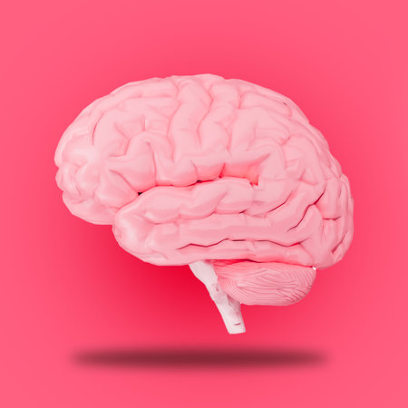 Human Brain on Pink background 3D Illustrationの写真素材