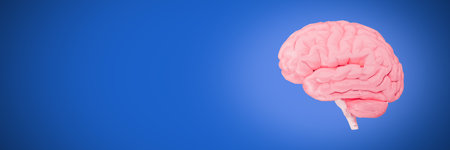 Human brain on blue background banner 3d illustrationの写真素材