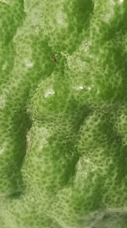 Close up of kaffir lime leaf with water droplets.