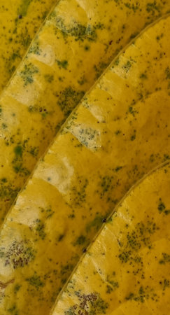 Macro shot of yellow leaf texture. Abstract background and texture for design.の写真素材