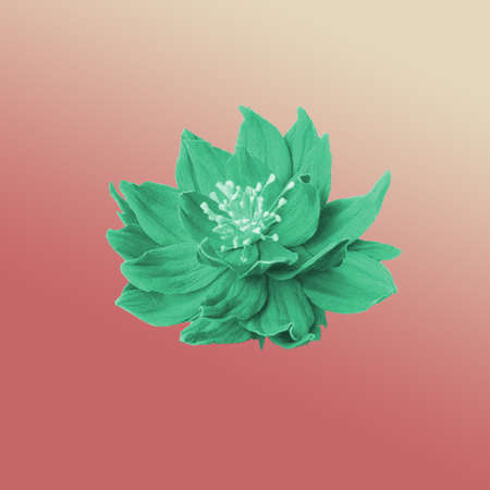 New design, flower, green flower, design, pinkの写真素材