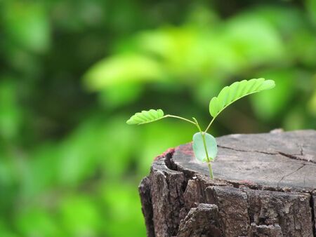                                A new beginning - regrowthの写真素材