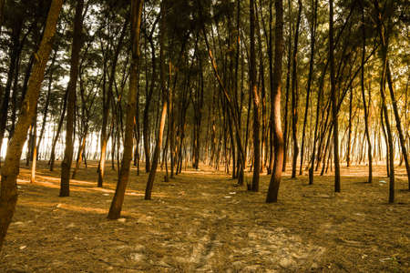 The line of trees standing strong on a lonely beachの写真素材