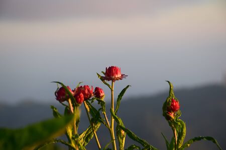 Flowers in the morningの写真素材