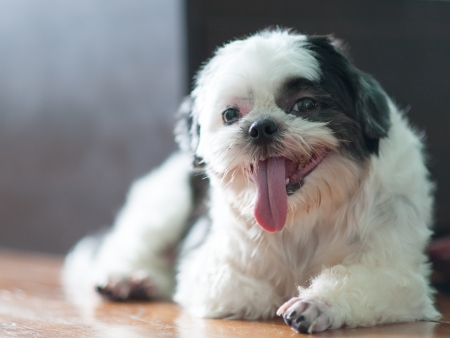 Tired black   white Shih Tzuの写真素材