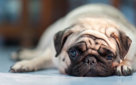 Sleepy Pugの写真素材