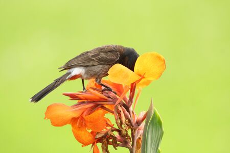 Red Vented Bulbul Bird on a flower feeding on the insects