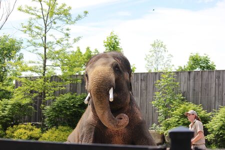 Painting by trained elephantの写真素材