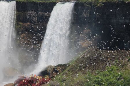 Niagara falls from Canada with birdsの写真素材