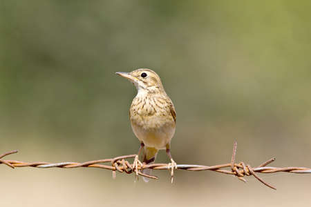 Close-up of a Pipit birdの写真素材