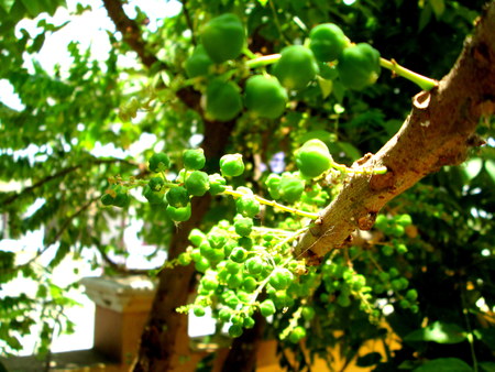 Indian Gooseberryの写真素材