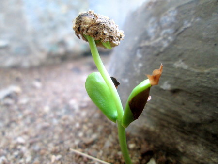 Budding plantの写真素材