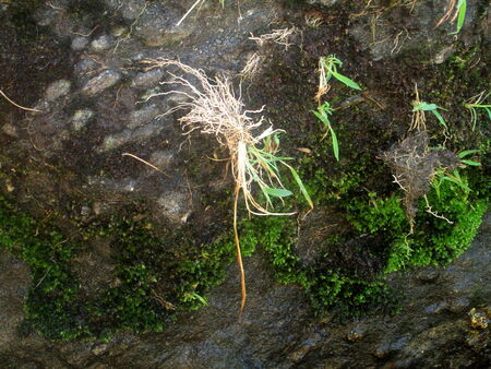 grass on rockの写真素材