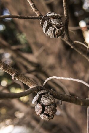 Branch of Mediterranean cypress with round cones seeds against sun on blurred spring green bokeh. Cupressus sempervirens, Italian cypress or pencil pine in city of Tuapse. Soft selective focusの写真素材