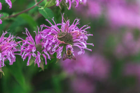 Mountain Flower - Alps - Italy - Summerの写真素材