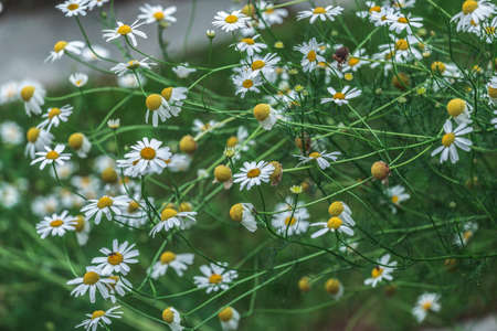 Mountain Flower - Alps - Italy - Summerの写真素材
