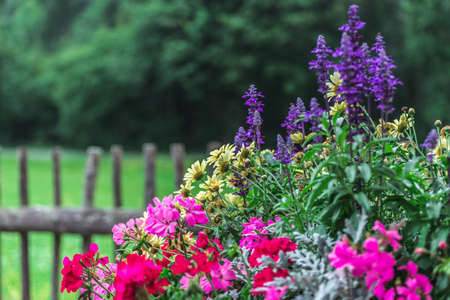 Mountain Flower - Alps - Italy - Summerの写真素材