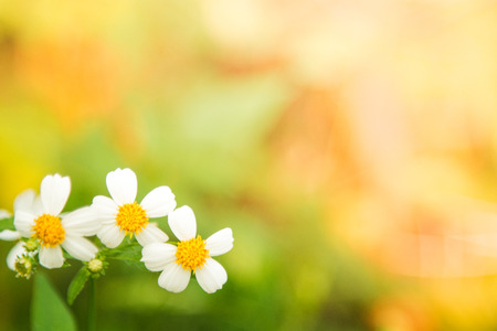 Green Nature Background. Daisy flower and grass in soft color style.