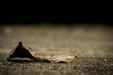 Dry leaves on cement floor.の写真素材