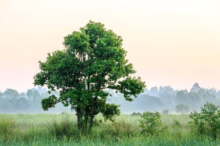 tree in rice farm at morningの写真素材
