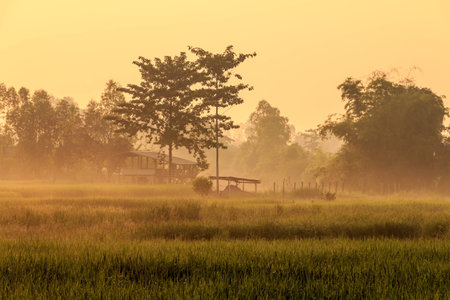 a hut in the rice farm at moringの写真素材
