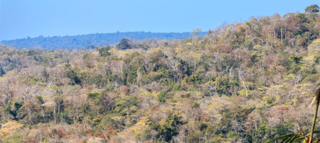 jungle landscape with mountain rangeの写真素材