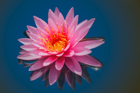 Pink lotus flower water in full bloomの写真素材