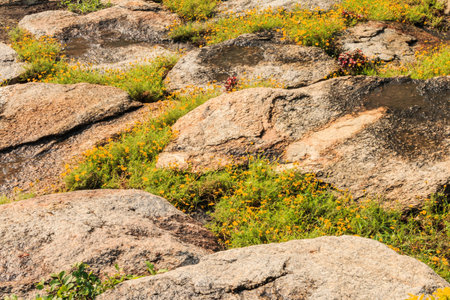 Hill slope and flower growthの写真素材