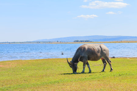 thai buffalo eating grass at lakesideの写真素材