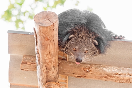 Curiosity bearcat on the roof の写真素材