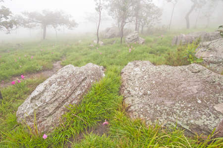 Stones surround with wild siam tulips blooming in the jungle in the mist の写真素材