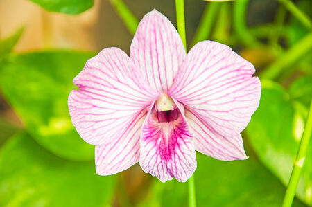 Close up exotic orchid color