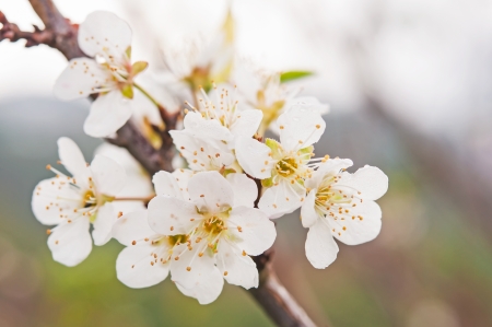 plum blossom in the north of thailandの写真素材