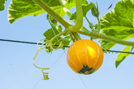 pretty little pumpkin on tree with blue skyの写真素材