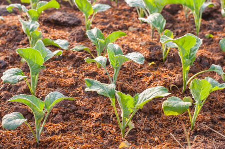 baby kale plant in the farmlandの写真素材