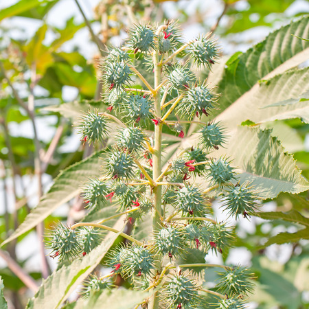Biodiesel is produced from the seed pods of castor bean plantsの写真素材