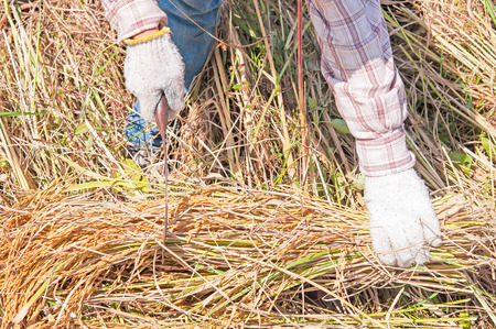 Farmers harvesting rice paddy by using sicklesの写真素材
