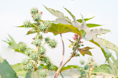 Biodiesel is produced from the seed pods of castor bean plantsの写真素材