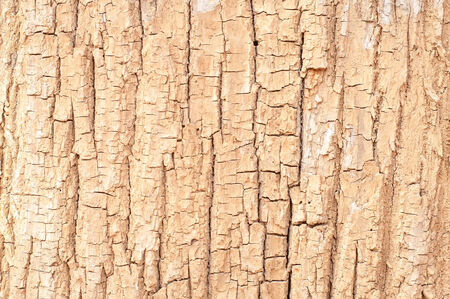 background texture of petrified wood barkの写真素材