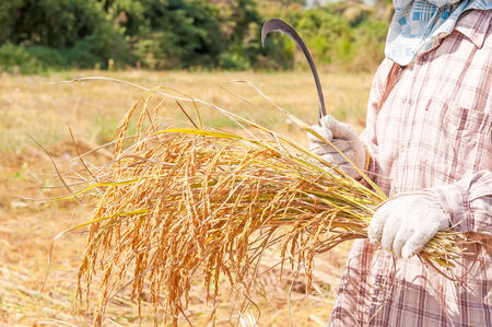 Farmers harvesting rice paddy by using sicklesの写真素材