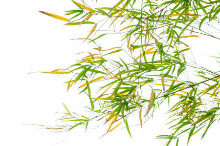 bamboo leaves on white の写真素材
