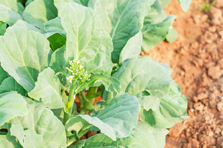 Organic kale plant in the farmlandの写真素材
