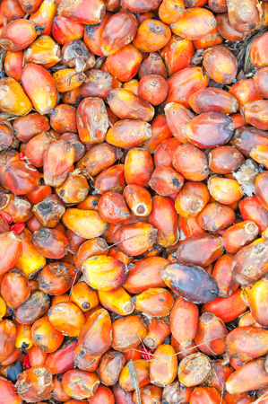 Castor of oil palm seedsの写真素材