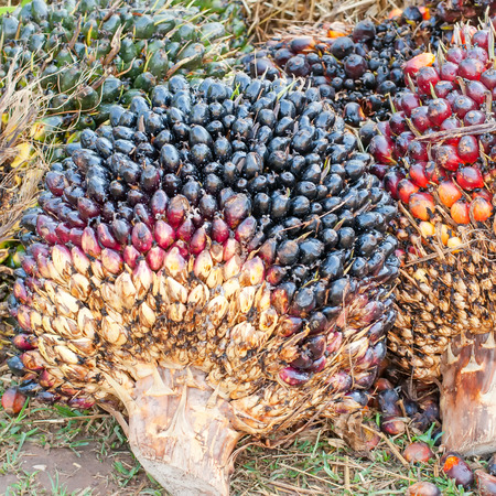 groups of palm oid seeds