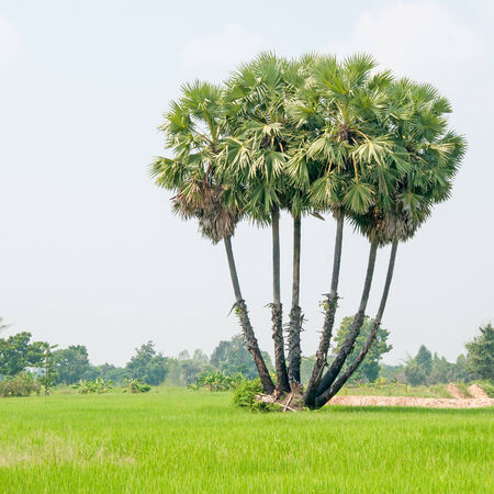 sugar palm trees surrounded with rice fieldの写真素材