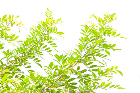 green leaf isolated on white の写真素材