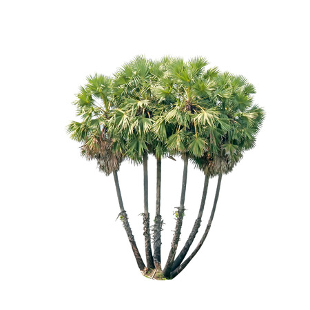 group of sugar palm tree isolated on white の写真素材